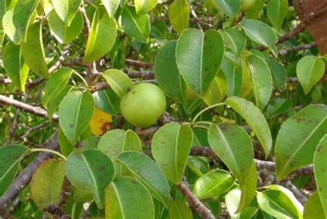 世界上最毒的植物排名前十：海檬树、蓖麻子位居前列！_巴拉排行榜