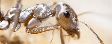 世界上最大的蚂蚁(体长可达3.7厘米，且力大无穷)-风水人