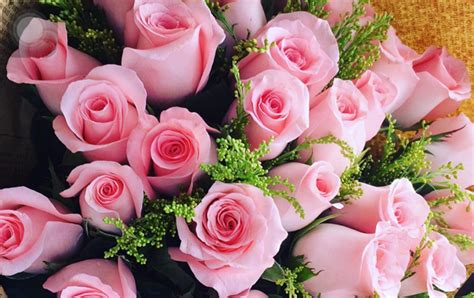 粉色的花有哪些及花名-农百科