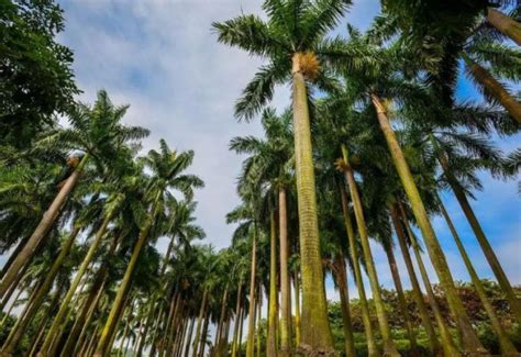 椰子的产地在哪里，常见的椰子品种有哪几种- 农林牧渔科技_赢家财富网