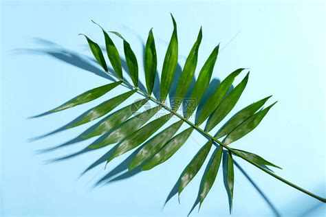 棕榈叶背景图图片