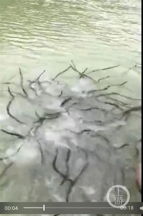 成都三岔湖有人大量放生水蛇？官方：不是成都