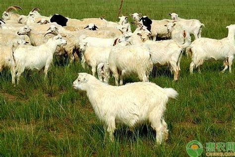 2023五一羊肉批发价多少钱一斤？