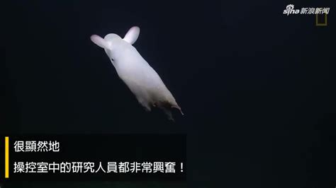视频：美深海研究船发现“小飞象章鱼” 像是章鱼长了耳朵_手机新浪网