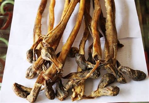 虎鞭图片