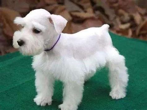 白色迷你雪纳瑞 十种最适合家养的小型犬图_鹦鹉 - 养宠客
