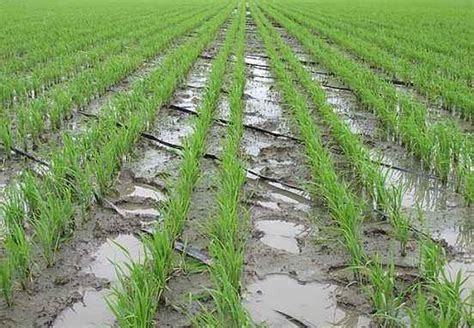 优质水稻栽培技术，学会以下几点种植要点，才能有效种植户高产|水稻|秧苗|秧田_新浪新闻