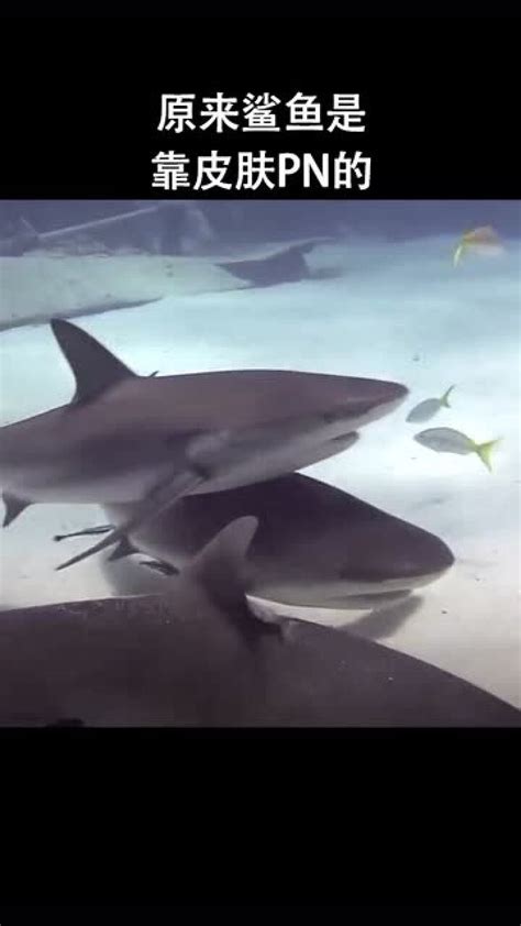 大白鲨5:食人狂鲨 - 搜狗百科