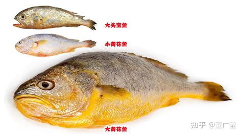 吃鱼能让人健康又长寿，有4种鱼早该扔进垃圾桶，不少人还在吃 - 知乎