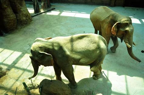 大象的寿命有多长？有的甚至能活200年？是真的吗！
