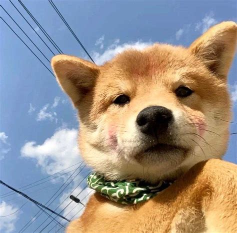 狗非主流头像男生