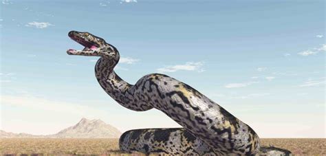 被称为世界上最长蛇类，但体型过大却也是它的致命弱点？_体型_弱点_世界