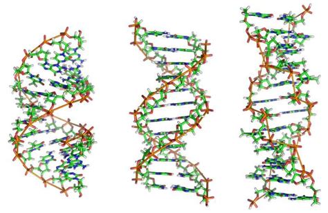 DNA分子的构象 - 快懂百科