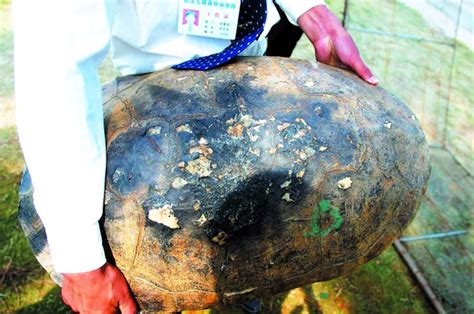 九峰森林动物园500年巨龟顶壳被游客戳烂(图)_新闻中心_新浪网