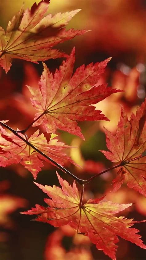 枫树林里秋天的落叶高清图片下载-正版图片500512184-摄图网