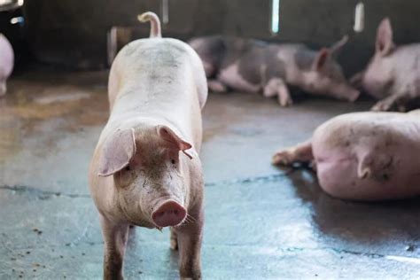在当下时刻，如何让栏里的猪群平稳上200斤以上至关重要！_育肥猪_中国保健养猪网