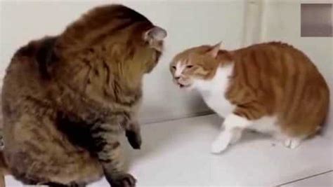 什么样的猫咪喜欢打架？猫咪喜欢打架的原因_养猫知识__宠物猫网