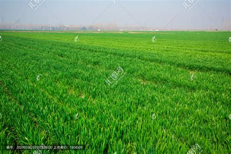 夏季的领域-绿油油的小麦田