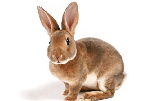 兔子有点拉肚子怎么办 小兔子拉稀能自愈吗_宠物百科 - 养宠客