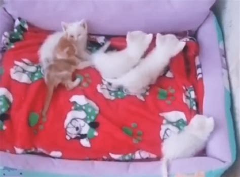 一窝6只可爱猫咪被抛弃，直到被收留，瘦弱的猫妈妈这才放心陷入沉睡_大姐_动物_好心人