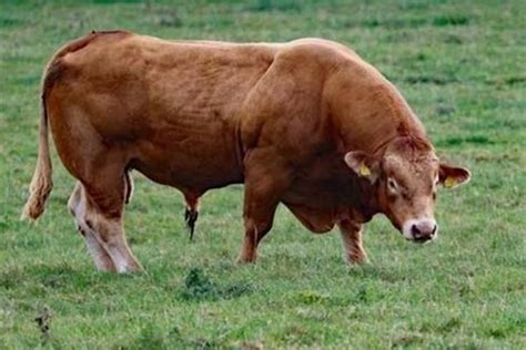 属牛的是哪一年出生 生肖牛的年份有哪些
