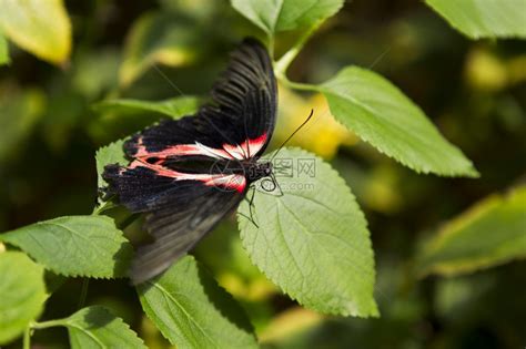 黑蝴蝶昆虫素材图片免费下载-千库网