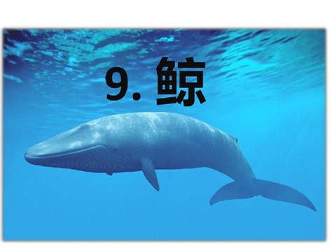 个体最大的鲸鱼是什么品种 最大的鲸鱼有多大_法库传媒网
