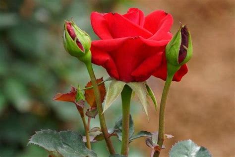 一朵玫瑰代表什么两朵玫瑰代表什么(如何才能画好一朵玫瑰花？（附详细教程）) - 【爱喜匠】
