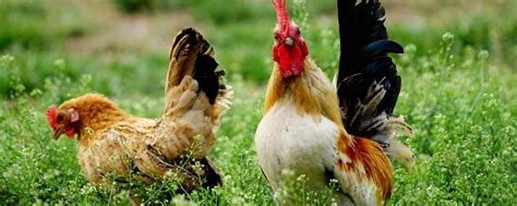 鸡的种类有哪些，推荐6种常见养殖型鸡种 - 农敢网