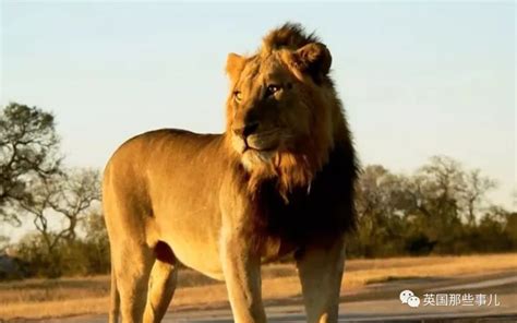 《自然传奇》狮子在黑暗中，被称为黑暗杀手_腾讯视频