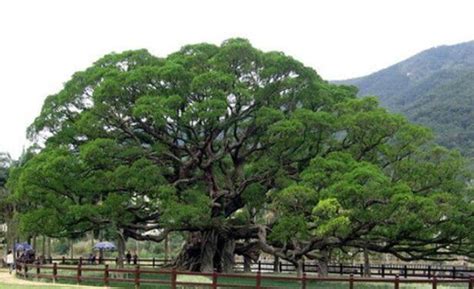 园林树木的选择与介绍11-- 榕树 - 江西林科网