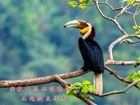 开屏新闻-云南5种犀鸟升为国保一级，多种鸟类新增加为国保二级