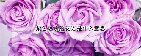 紫色色卡 中国古典颜色设计图__传统文化_文化艺术_设计图库_昵图网nipic.com