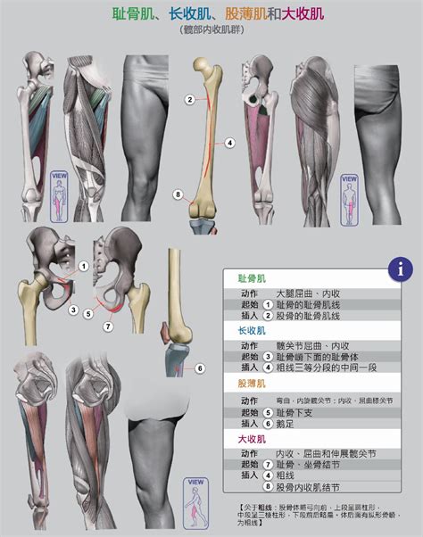 下肢神经—系统解剖(图文)
