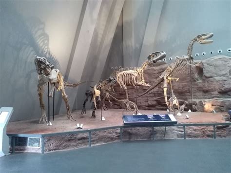 非洲发现恐龙化石，刷新了人类对恐龙的认知|恐龙|恐龙化石|人类_新浪新闻