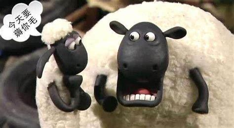 羊毛是如何完整的从羊身上剪下来的 2分钟近距离围观澳洲剪羊毛