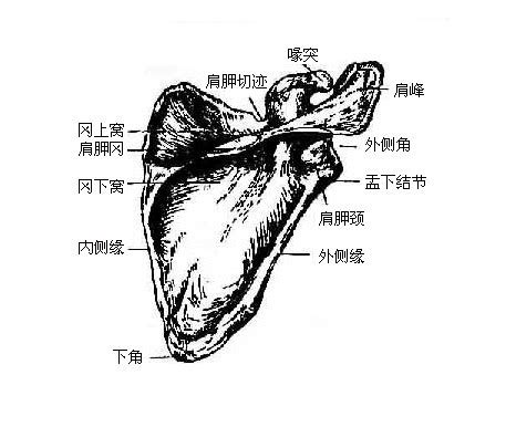 肩胛骨位置示意图图片