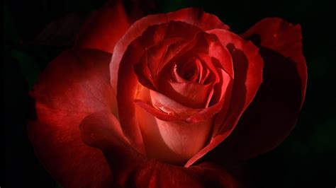 高原红玫瑰 | 国人最爱的丝绒红，花型优雅，花色饱满浑厚 - 知乎