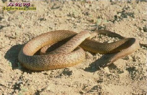 太攀蛇号称陆地毒蛇之首, 但如果遇到这种蛇类, 它们就得乖乖臣服