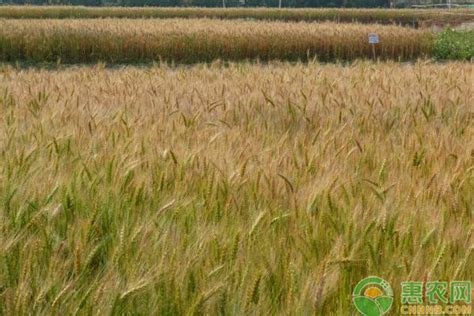 2022内蒙古小麦价格多少钱一斤？ - 惠农网