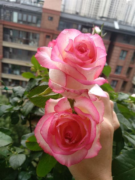 玫瑰刺又多花期又短还容易枯萎 玫瑰为什么能代表爱情 _八宝网