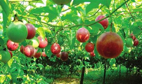 广西龙胜：百香果产业富农家-人民图片网