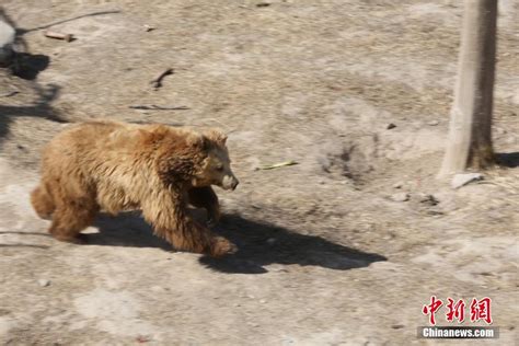 西藏羌塘草原——野生动物的乐园
