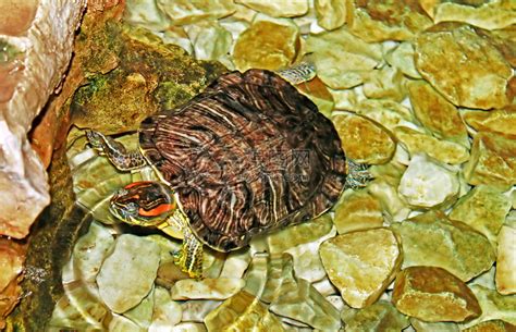 特写大海龟在水下游泳野生陆龟海底的肖像热带泻湖生态系统Aqurium水高清图片下载-正版图片506126566-摄图网