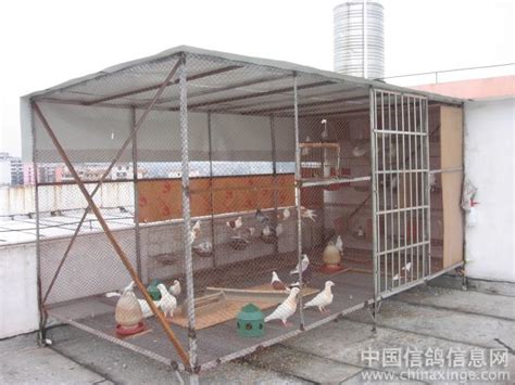 江苏小上海鸽业（徐宝康）2013年新建的欧式风格鸽棚-中国信鸽信息网相册