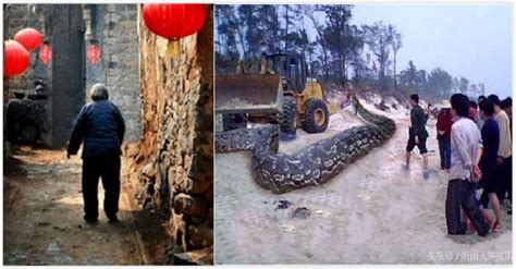 挖掘机挖出16米长巨蛇，权威揭秘真相(图) —【世界奇闻网】