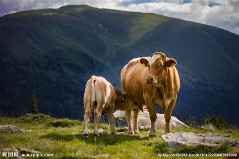 草地上的牛三养牧场高清图片下载-正版图片507146388-摄图网
