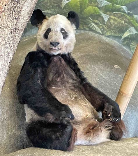 “丫丫”掀起“国宝热”！北京动物园大熊猫馆成热门打卡地，人山人海场面火爆
