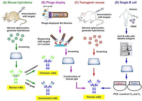 快速、便捷、高通量的新一代B细胞单克隆抗体开发技术-诺为生物是eBioscience, Miltenyi,STEMCELL ...