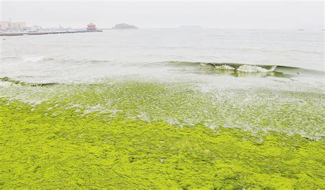 山东青岛遭历史最大规模浒苔侵袭，已打捞 24 万吨，浒苔对海洋生态有哪些影响?